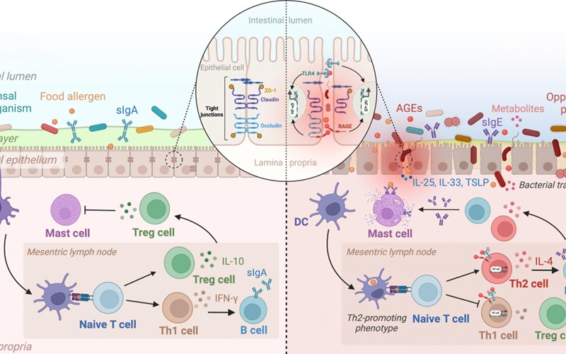 Nature Communications《自然·通讯》| 我院傅玲琳教授团队取得重要突破：食物过敏的膳食危险因素新机制